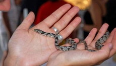 Ученые изучат «чудо теплокровных змей» на острове Кефалония