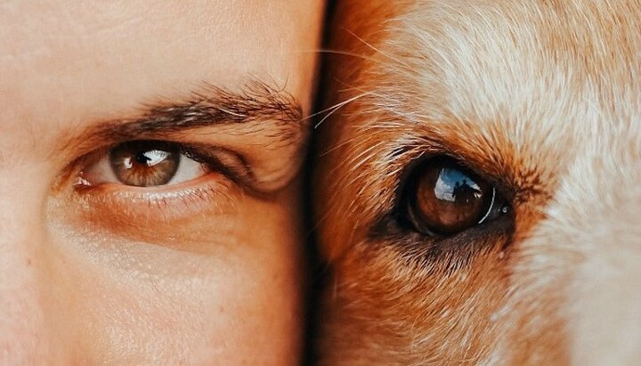Каждый из братьев меньших готов отдать человеку свою любовь и преданность. Фото: pexels.com