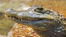 Якщо хтось вас жаліє, придивіться – можливо, він просто вас їсть
