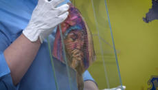 In Kherson, Zelensky gifted an "icon" of the Theotokos on a flatfish