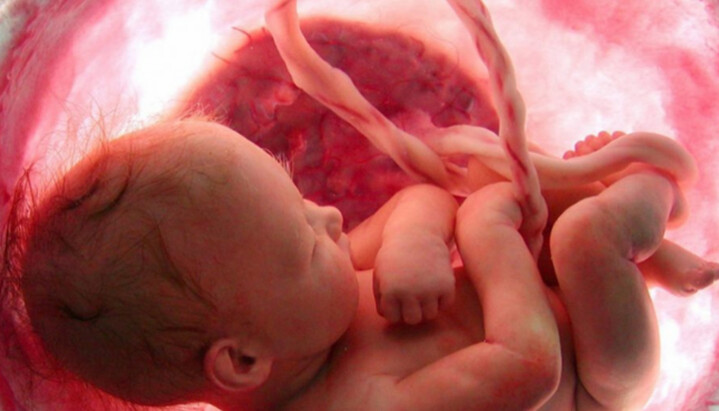 A child in the womb. Photo: lifenews